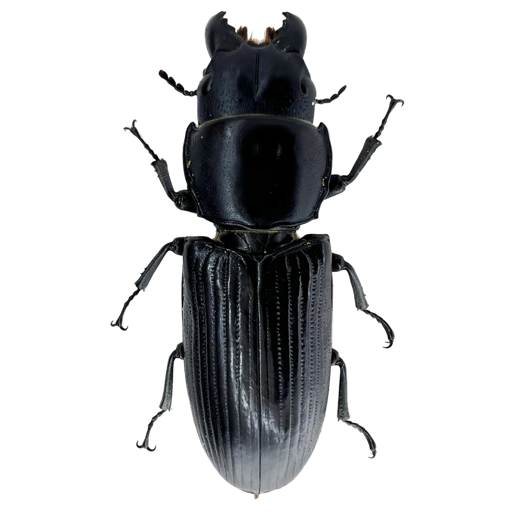 Temnocheila sp?