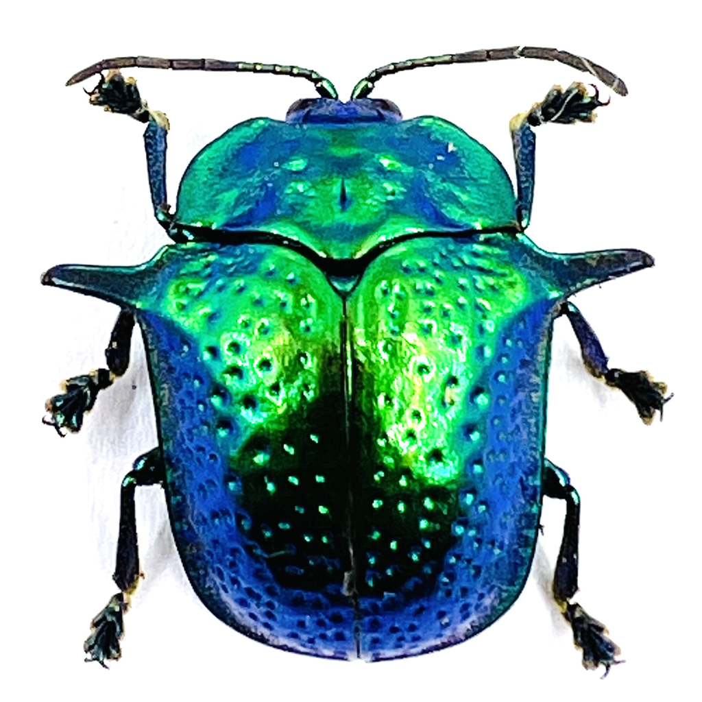 Omocerus Bicornis