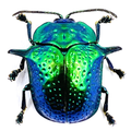 Omocerus Bicornis