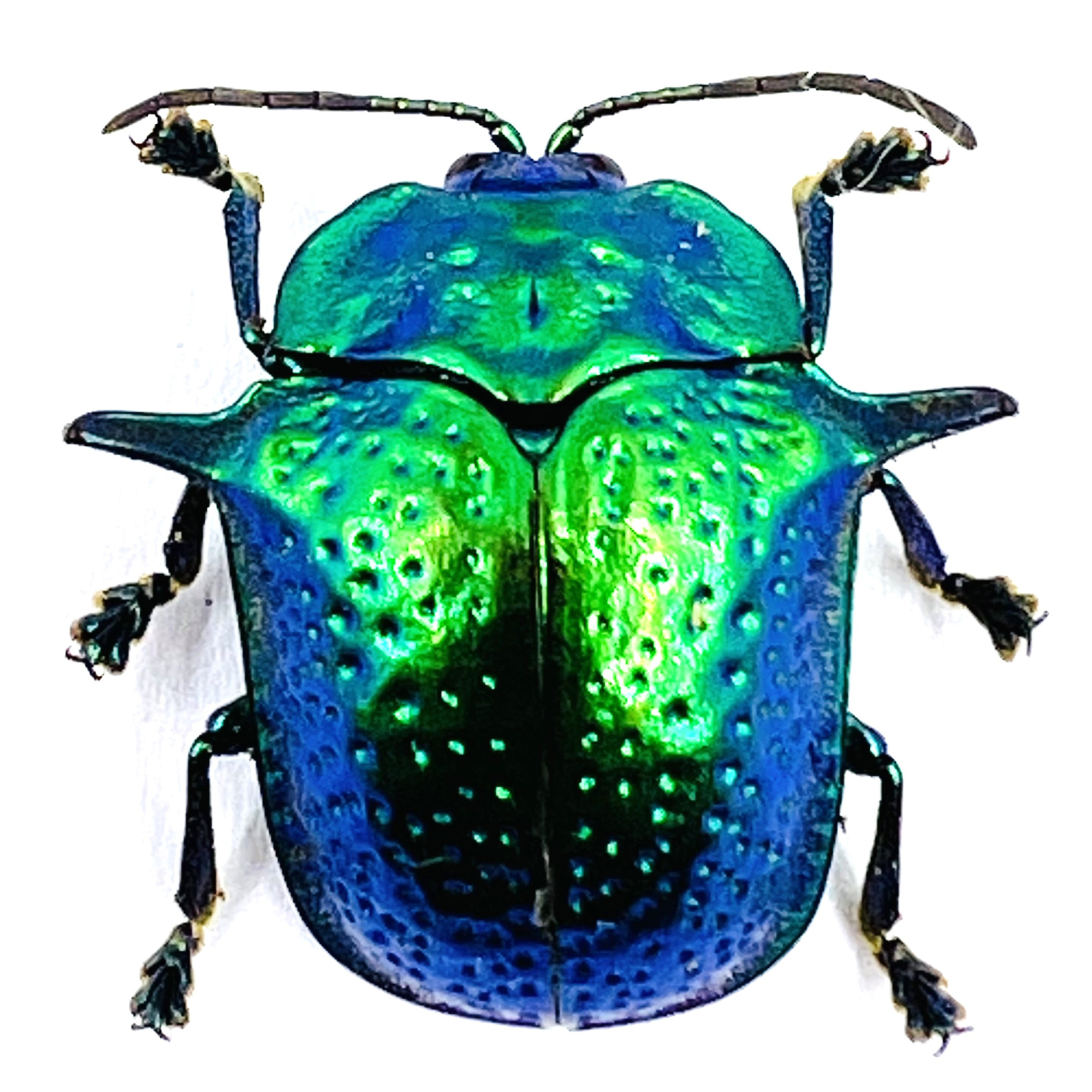 Omocerus Bicornis