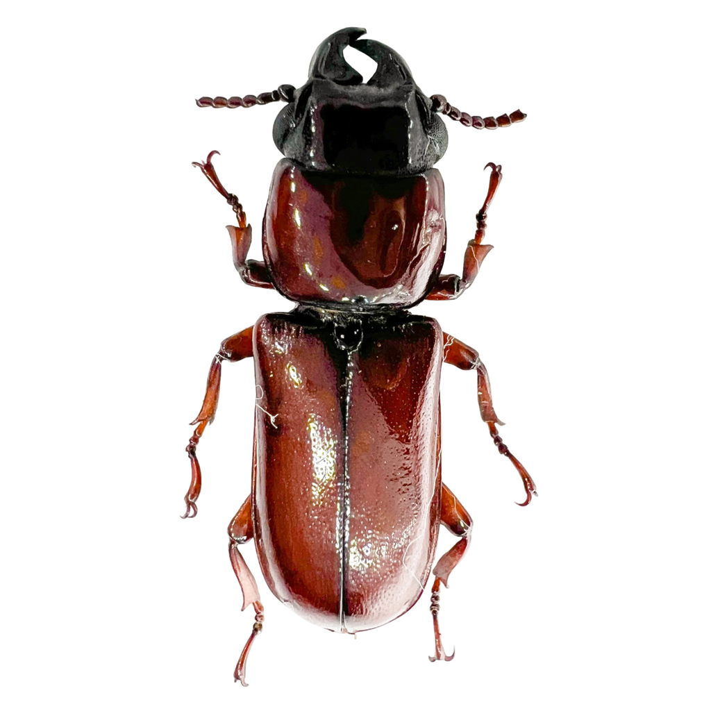 Parandrinae sp?
