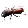 Parandrinae sp?
