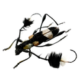 Cosmisoma ammiralis