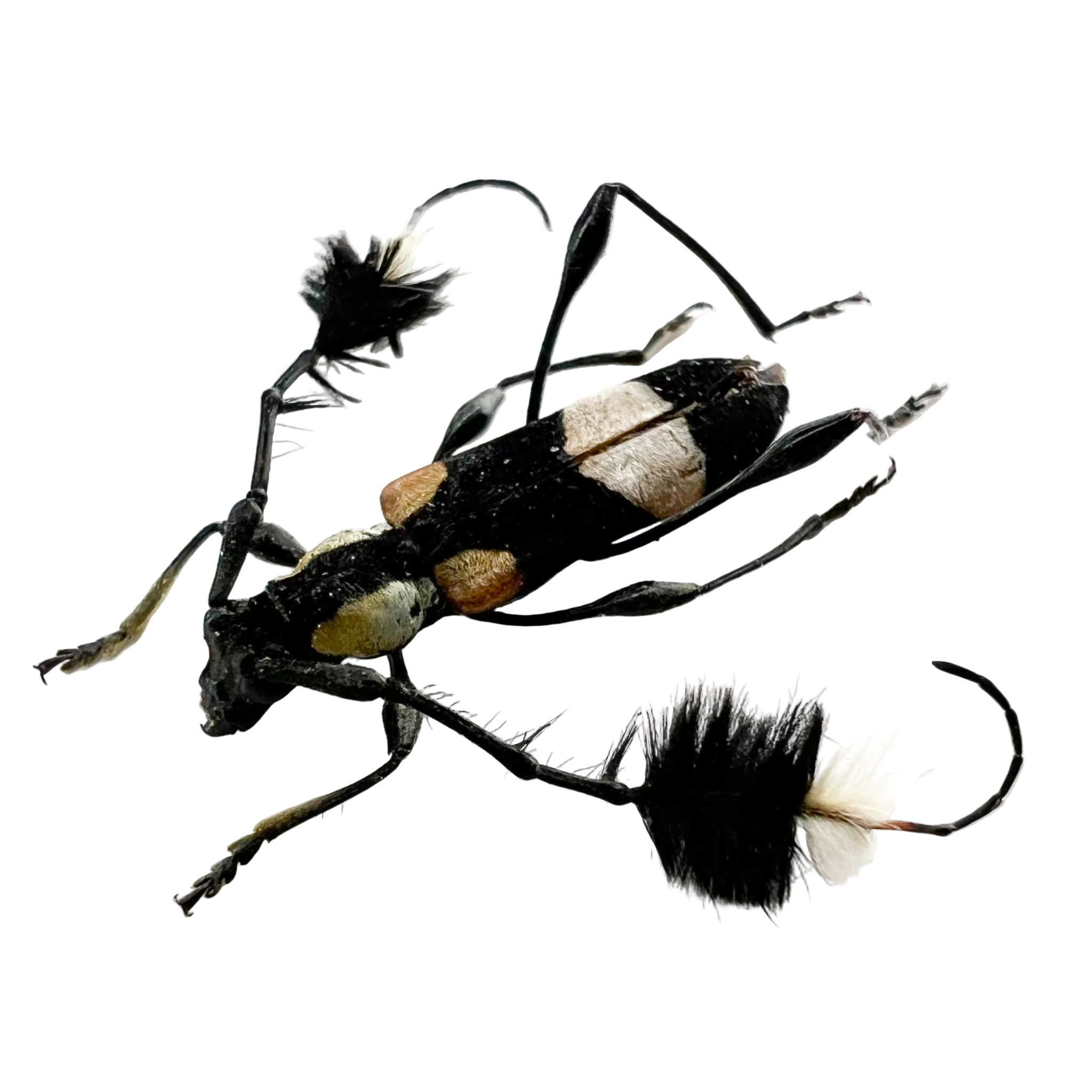 Cosmisoma ammiralis