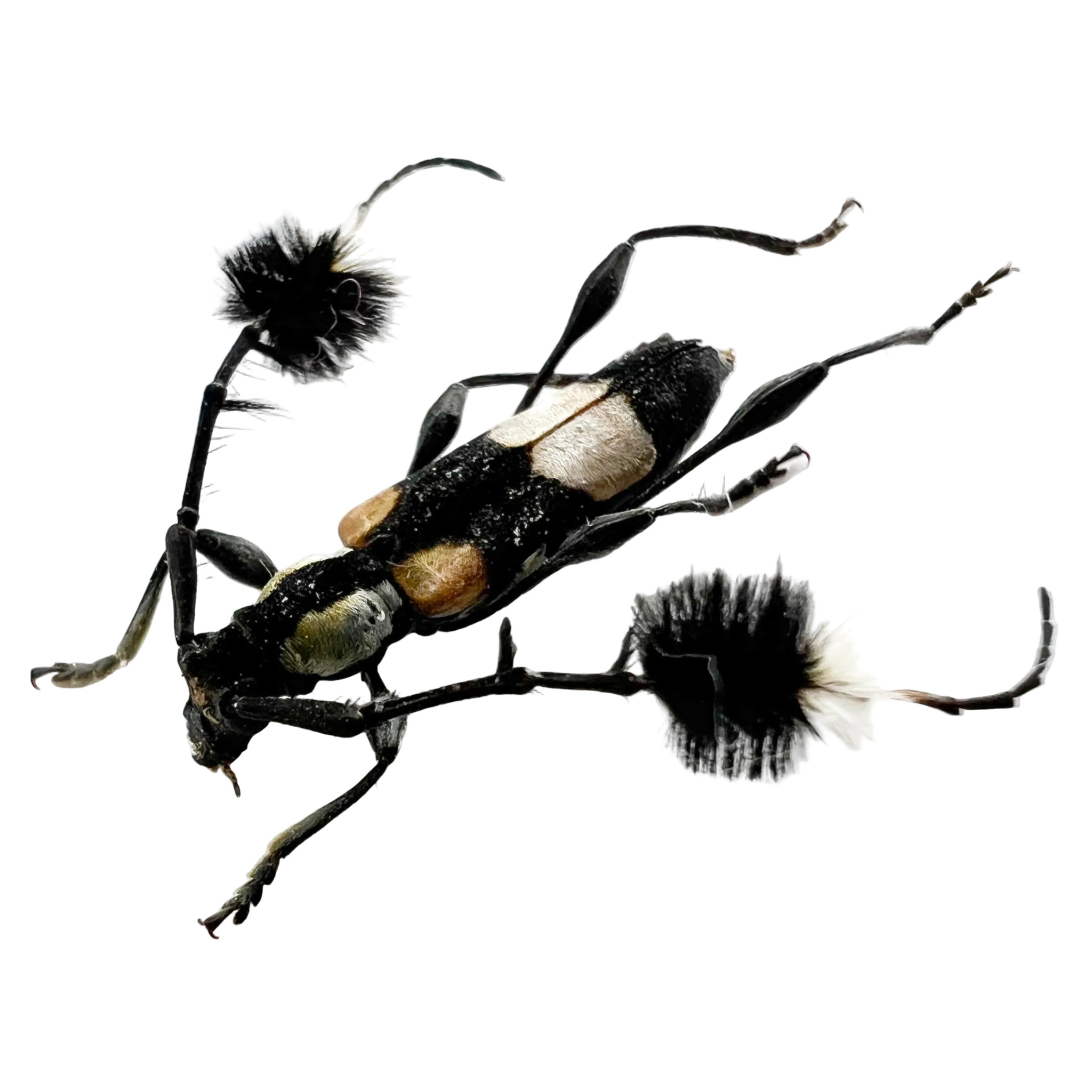 Cosmisoma ammiralis