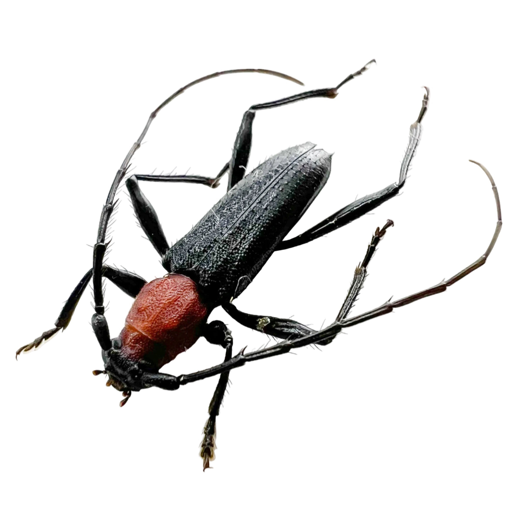 Clausirion bicolor