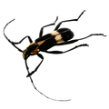 Mallosoma scutellare