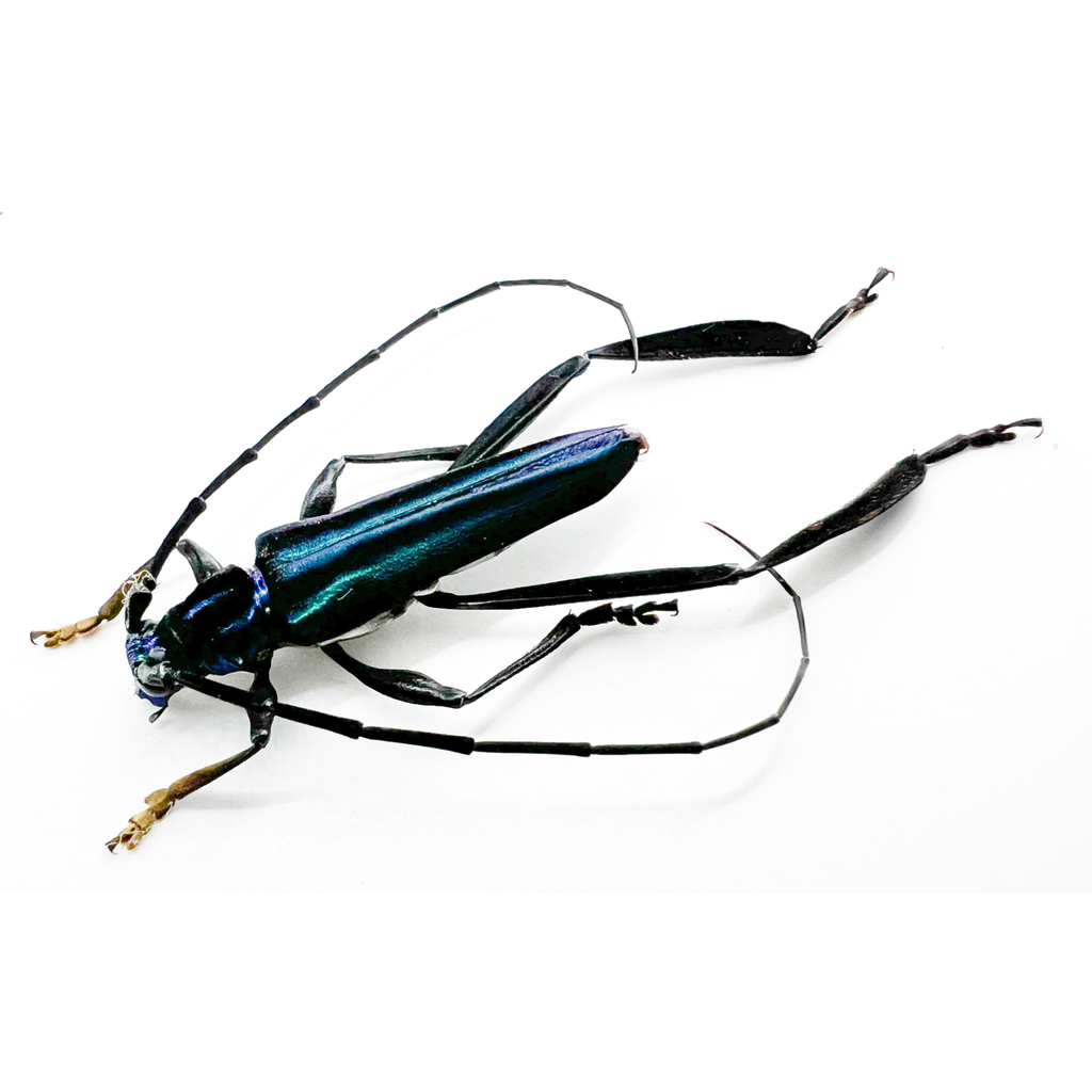 Callichroma velutinum