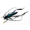 Callichroma velutinum
