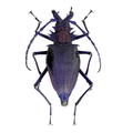 Psalidognathus superbus Purple form 55mm