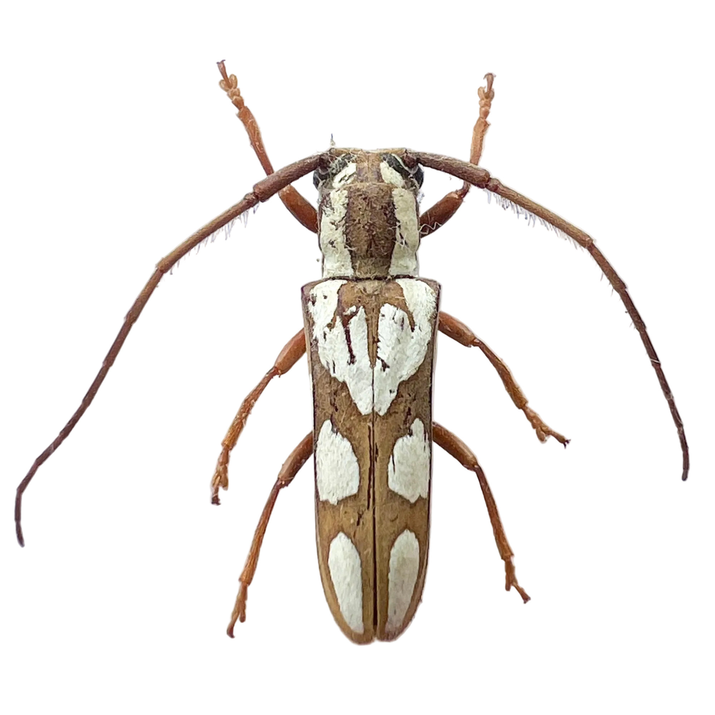 Adesmus turrialba