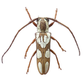 Adesmus turrialba