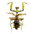 Mantidae sp.