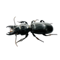 Scarites buparius