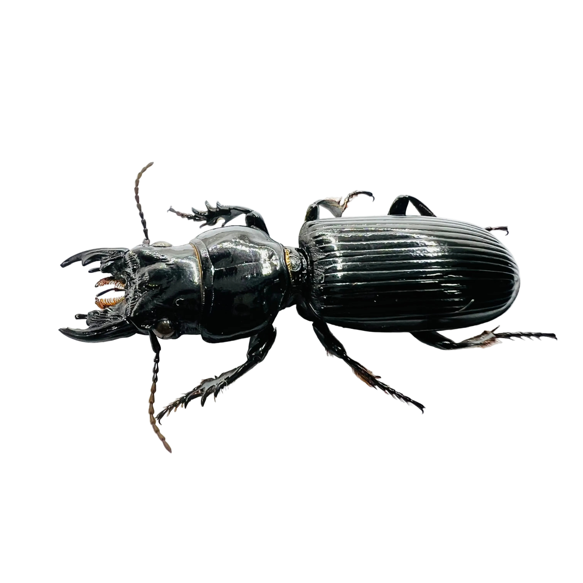 Scarites buparius