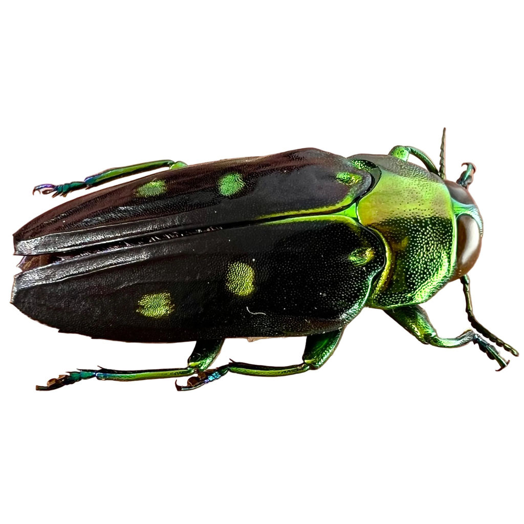 Colobogaster peruviana