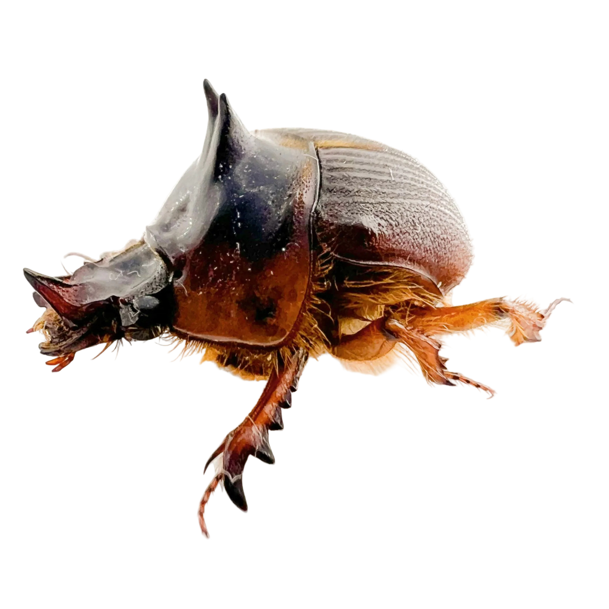 Athyreus bellator