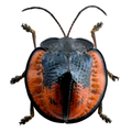 Cyclosoma gloriosa