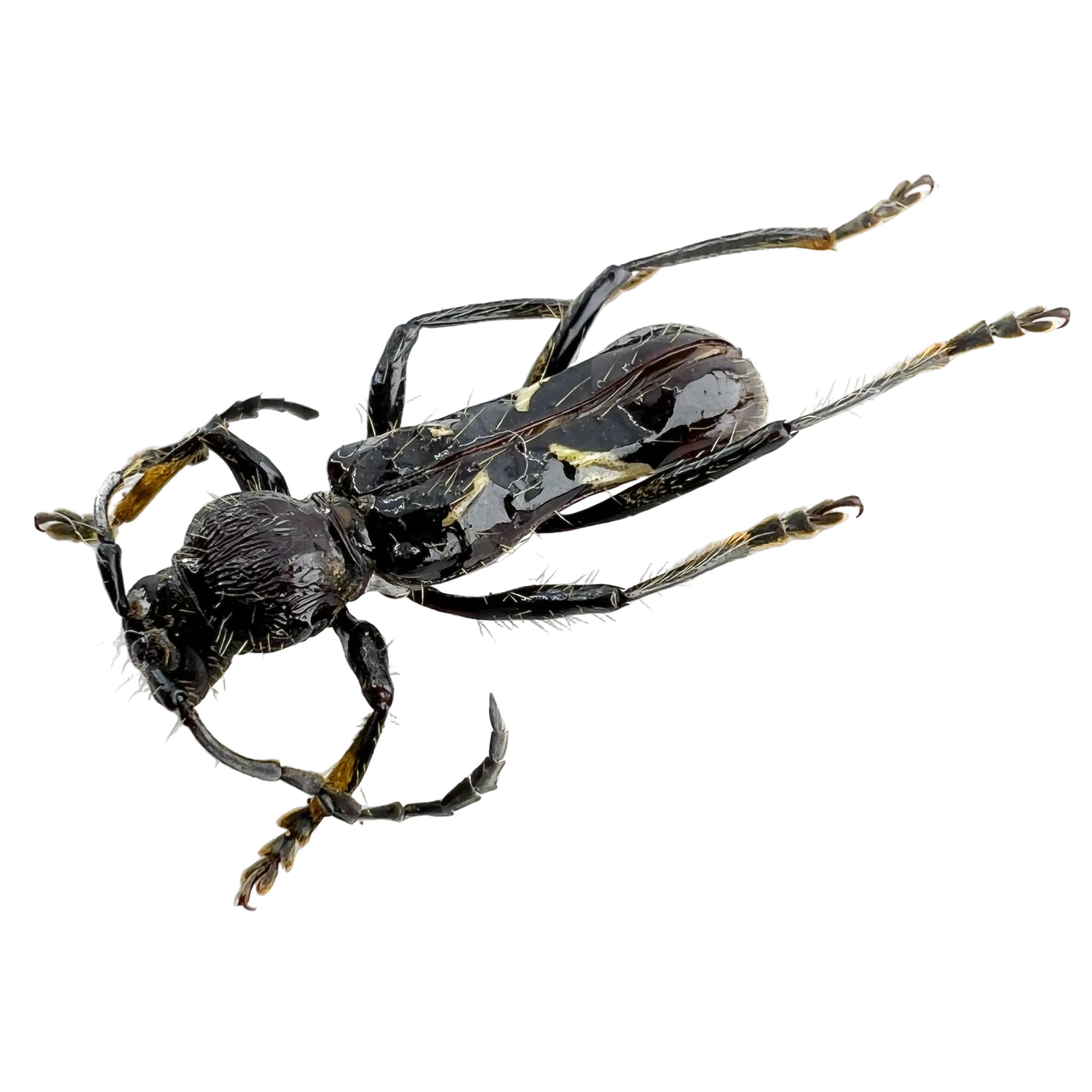 Stenygra angustata