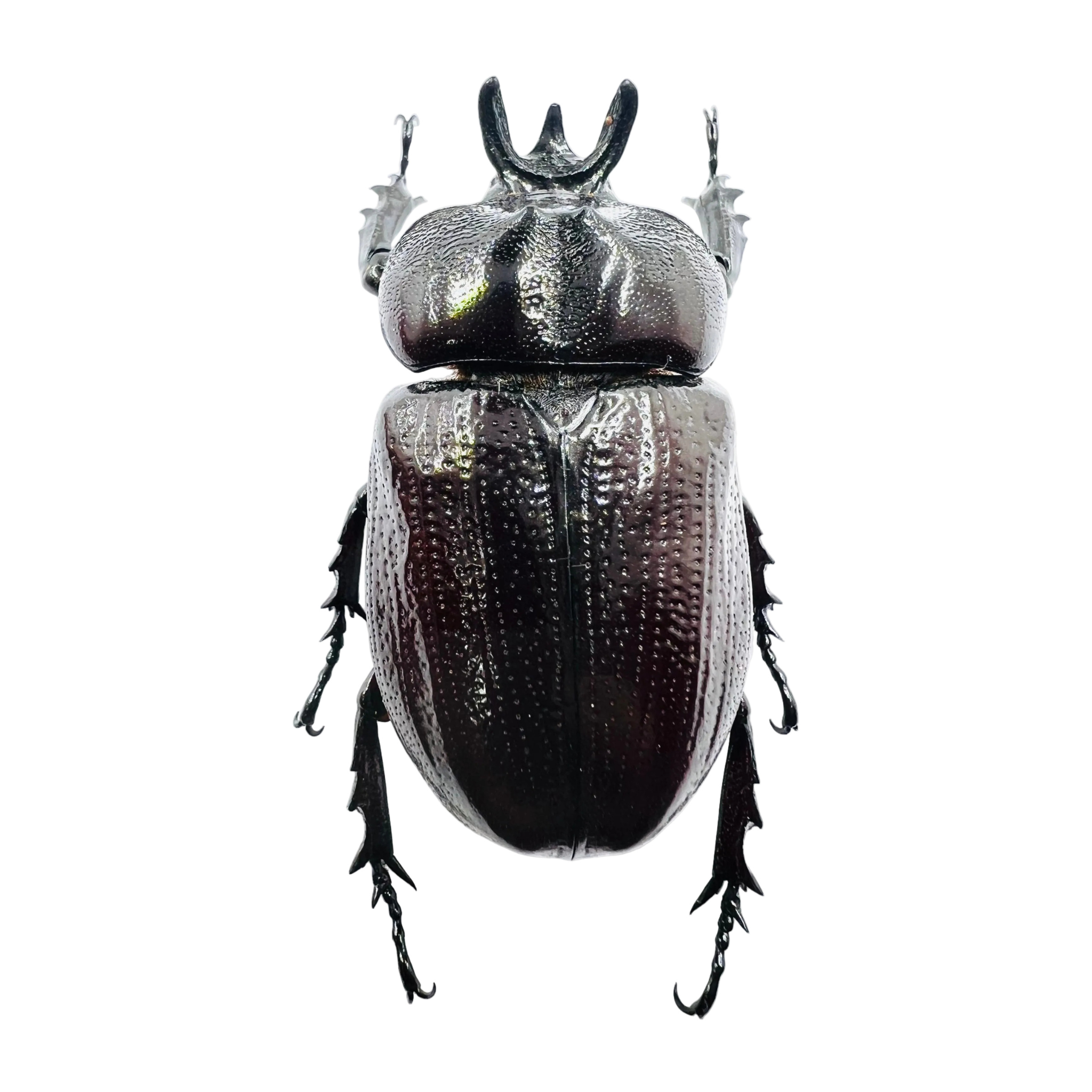 Homophileurus waldenfelsi