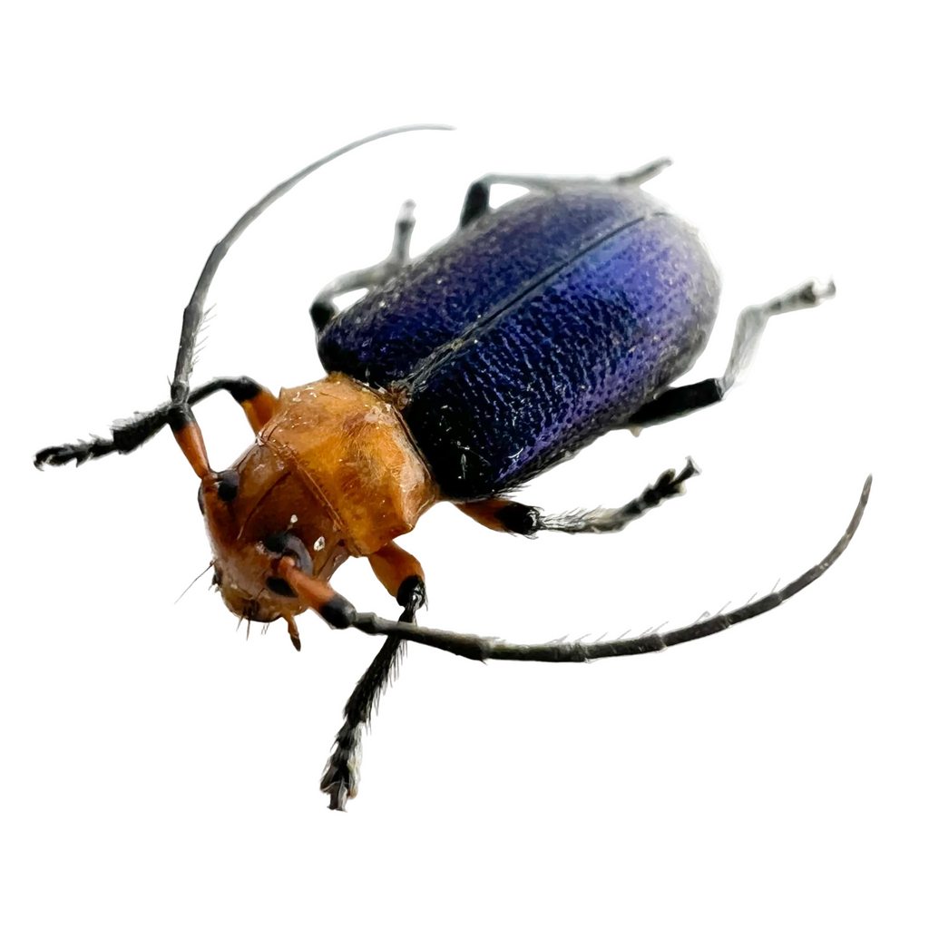 Callia criocerina