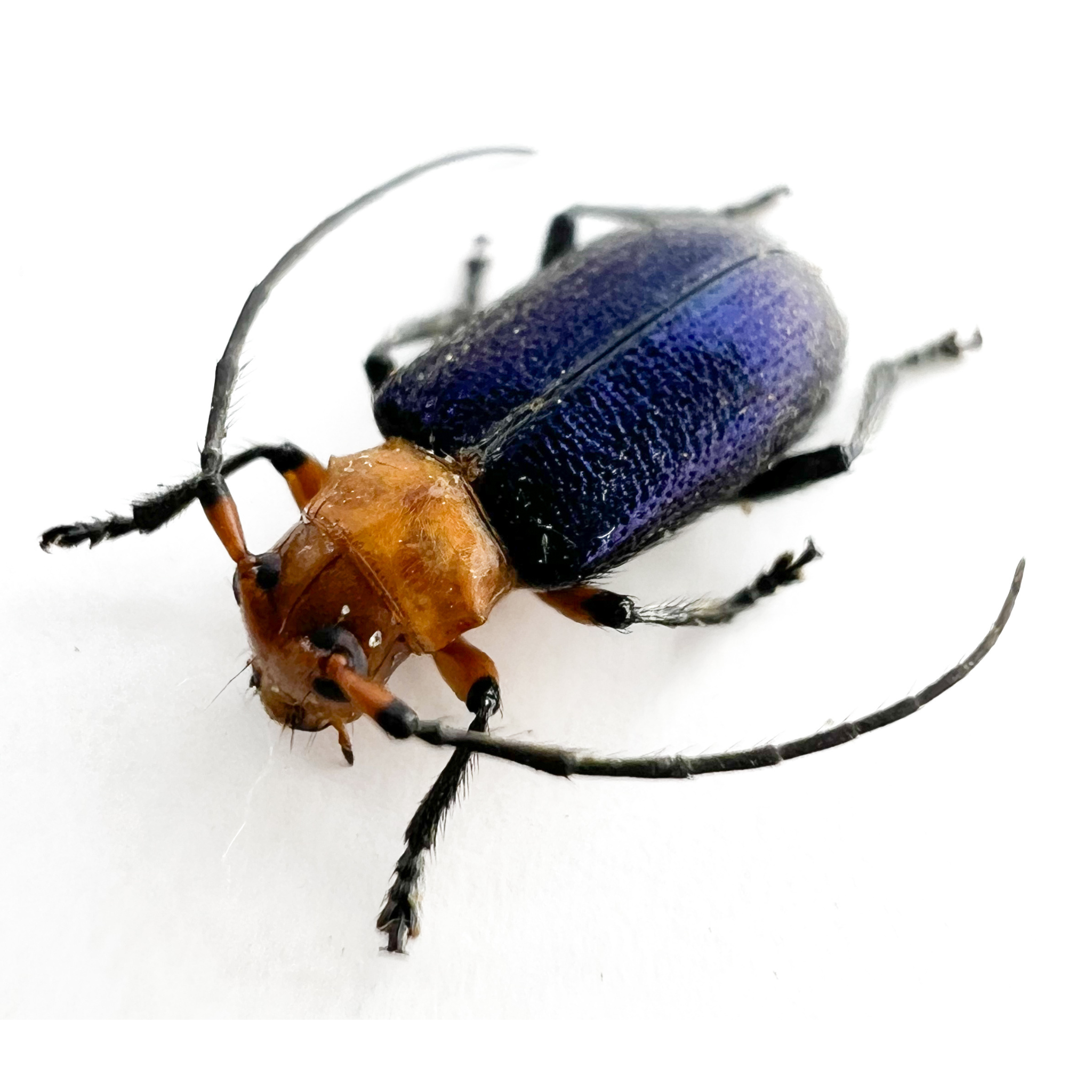 Callia criocerina