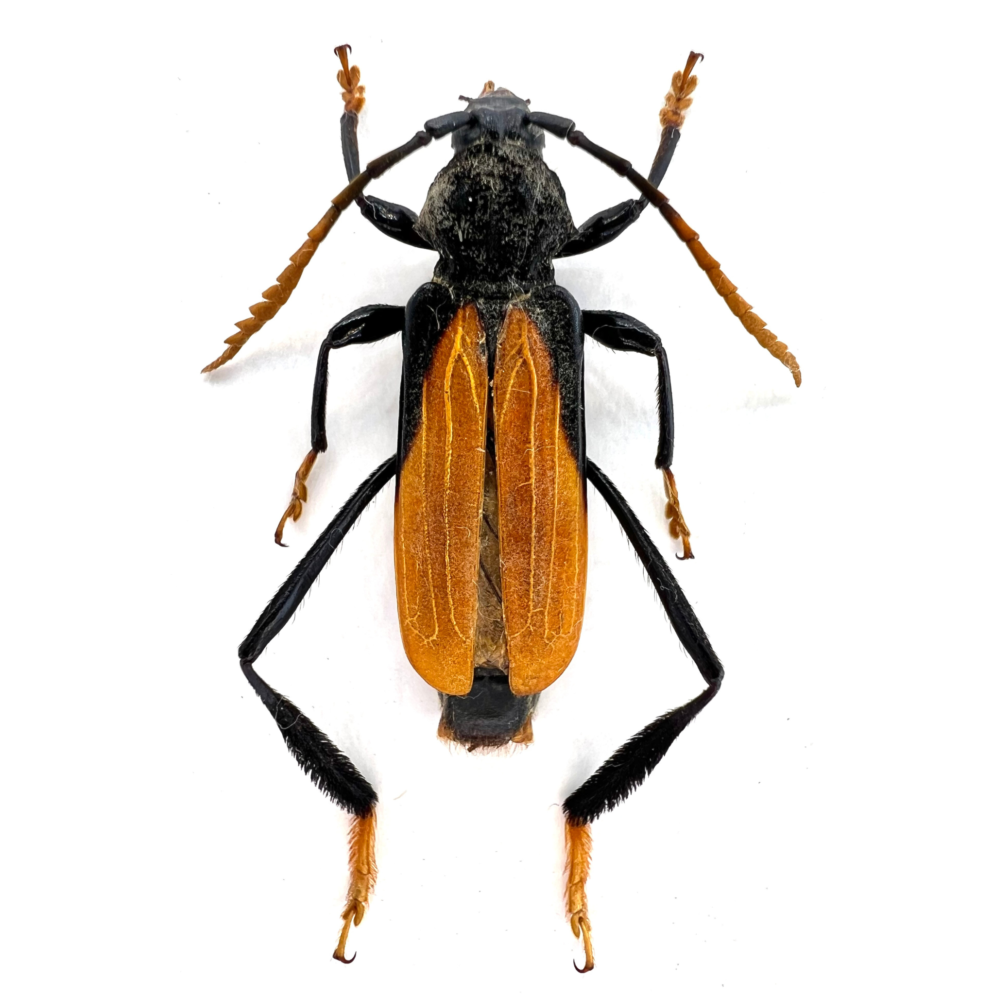 Polyschisis rufitarsalis