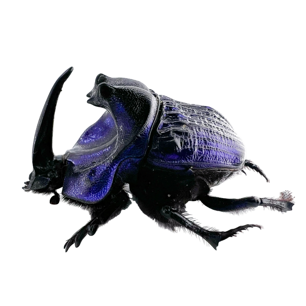Coprophanaeus lancifer 50mm