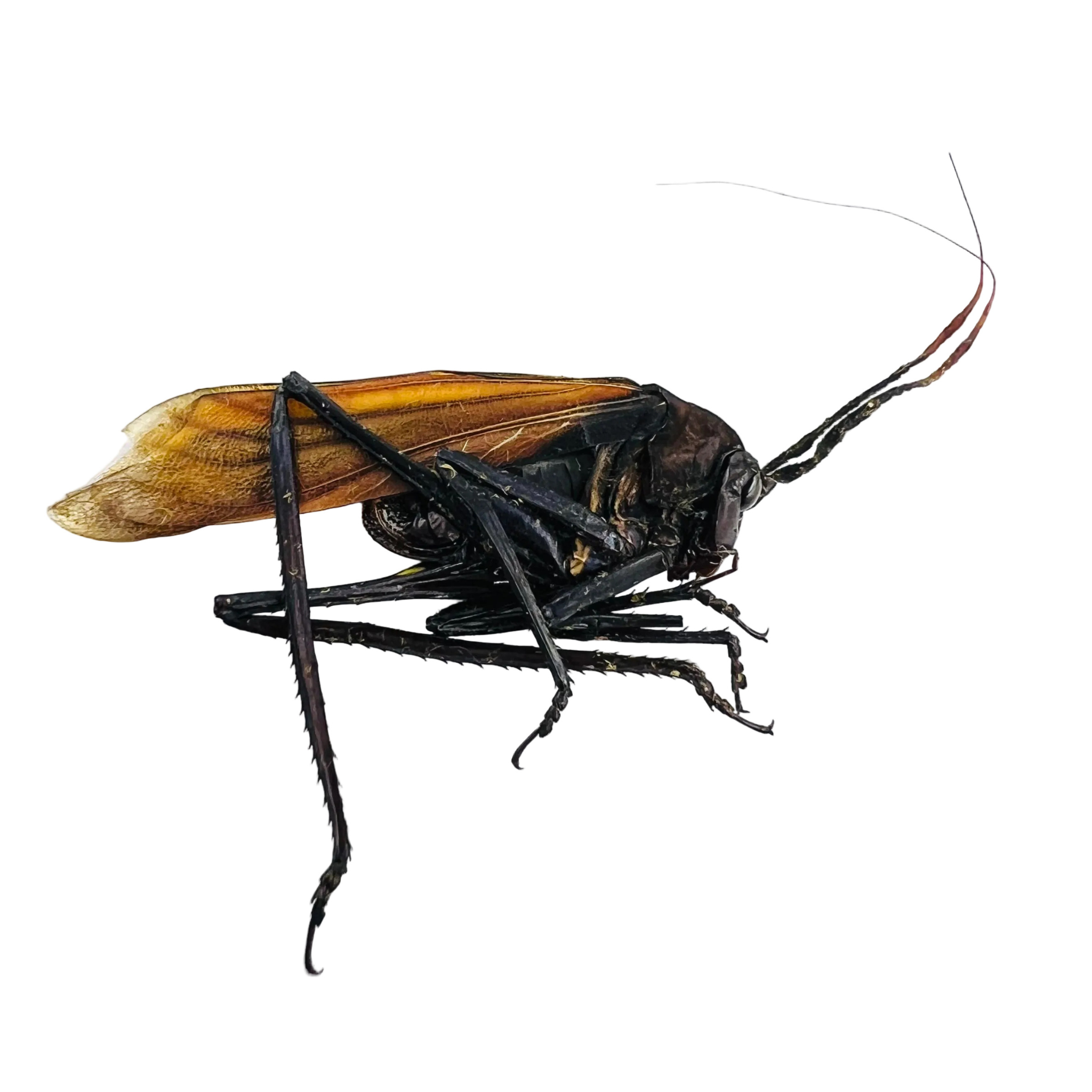 Aganacris insectivora