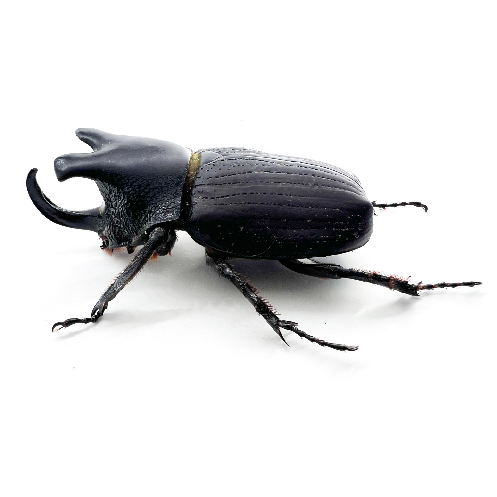 Coelosis biloba