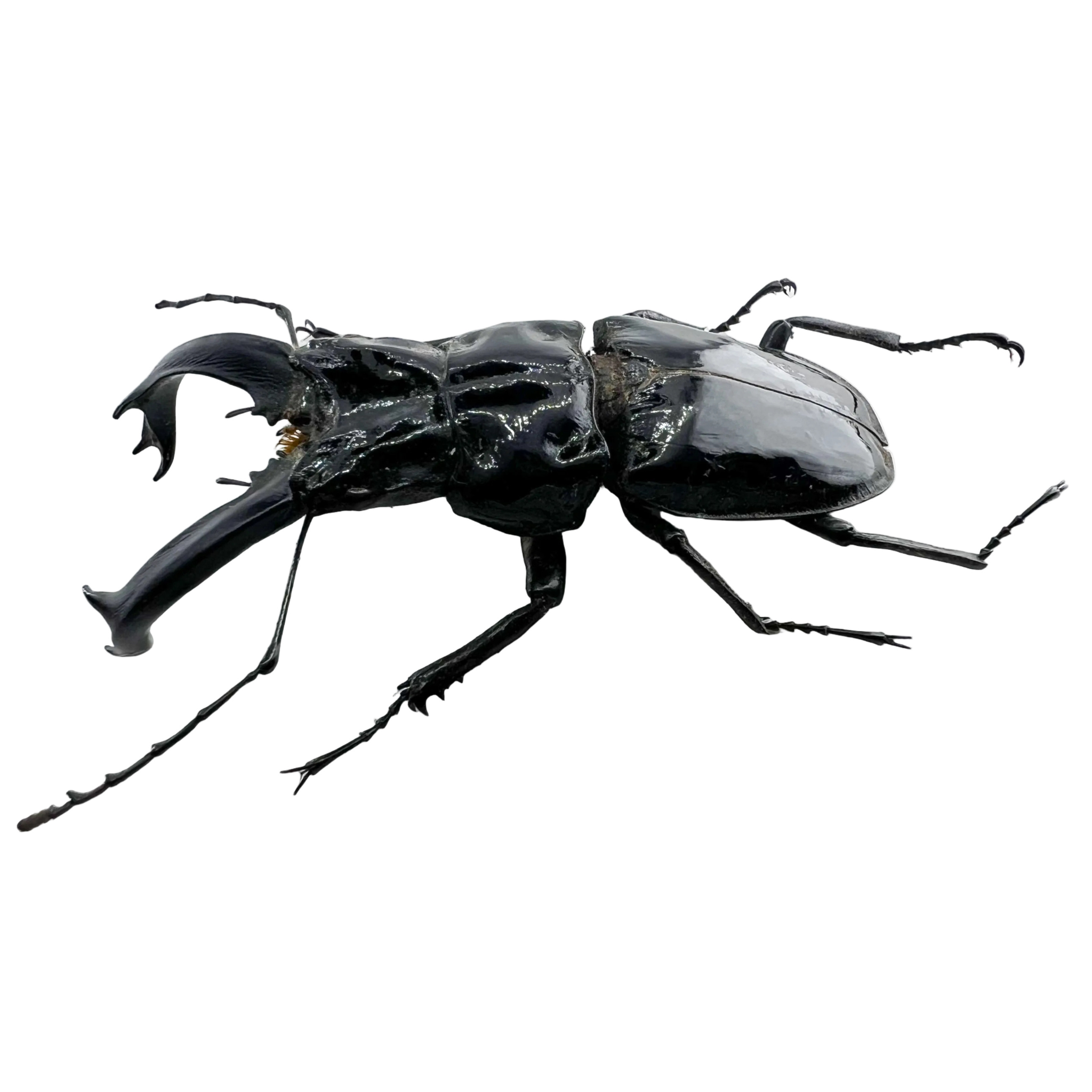 Cantharolethrus steinheili 56mm BIG!