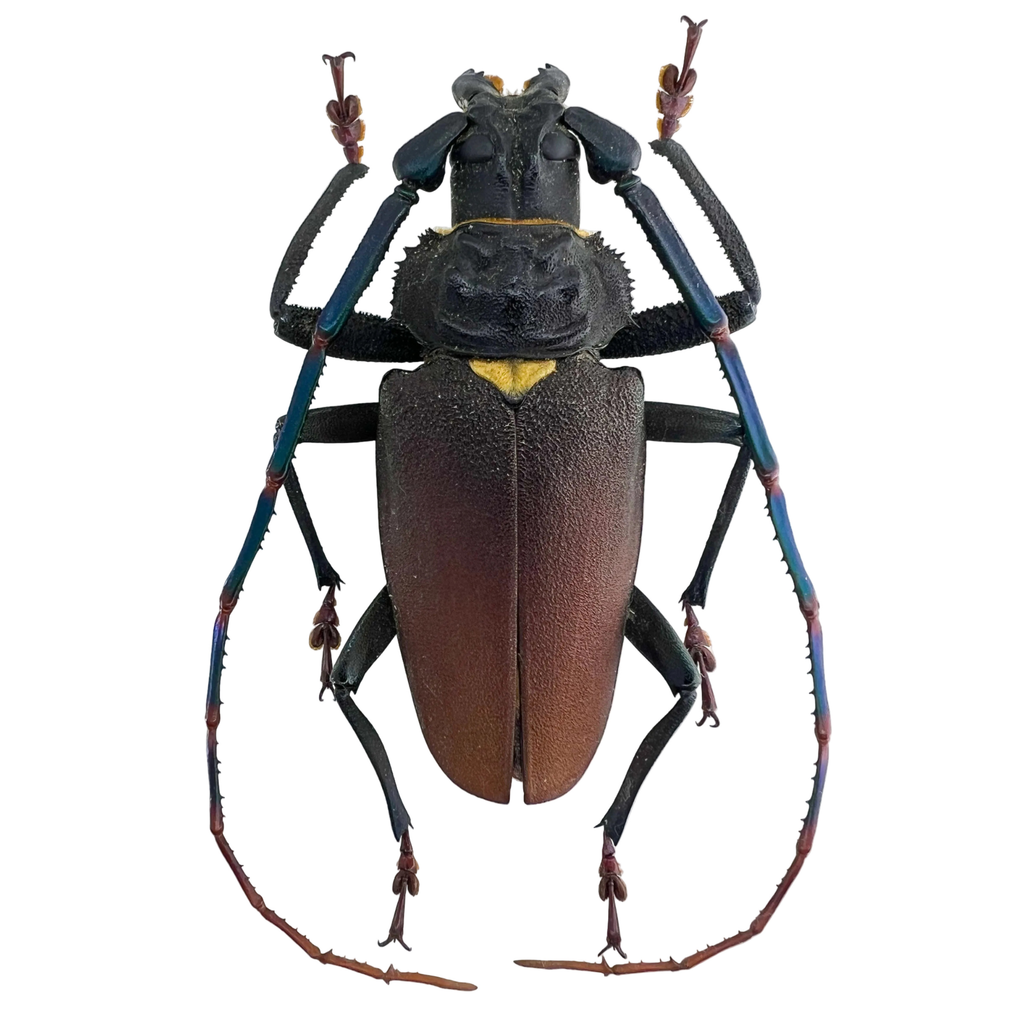 Mallaspis scutellaris 77mm