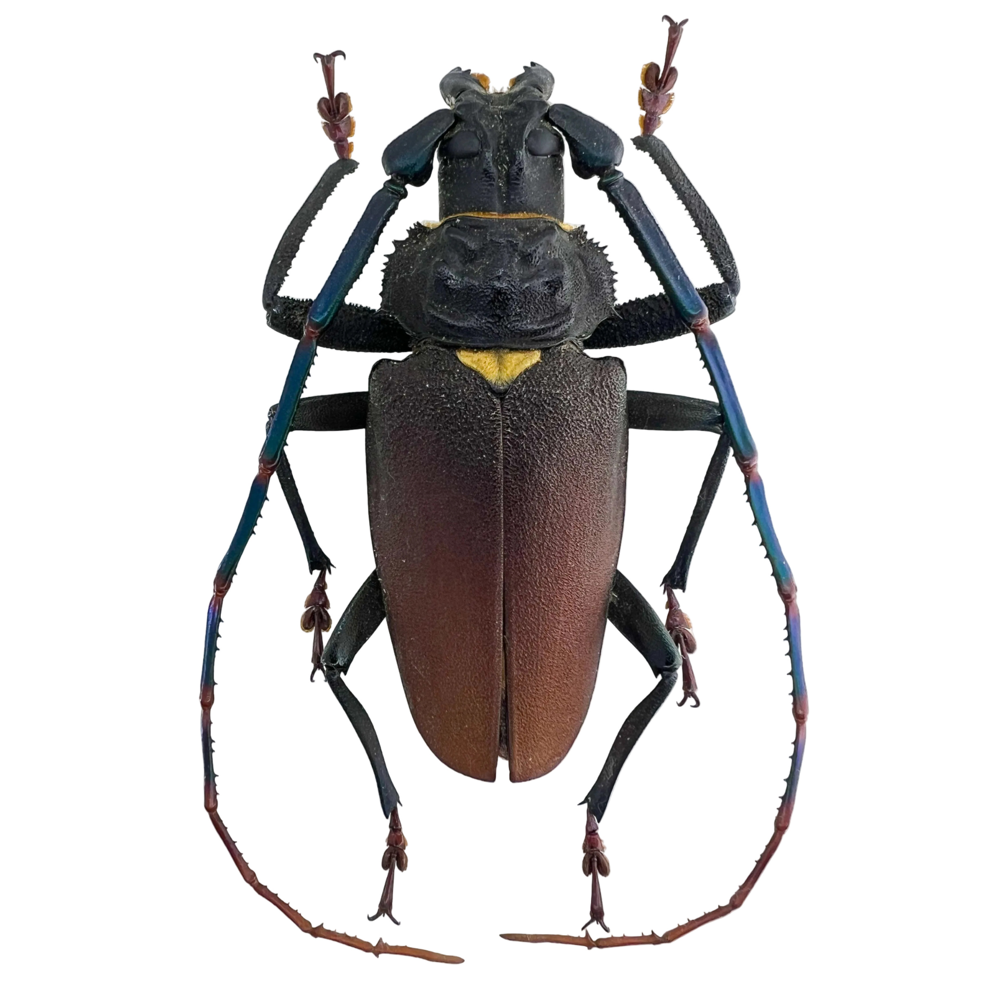 Mallaspis scutellaris 77mm