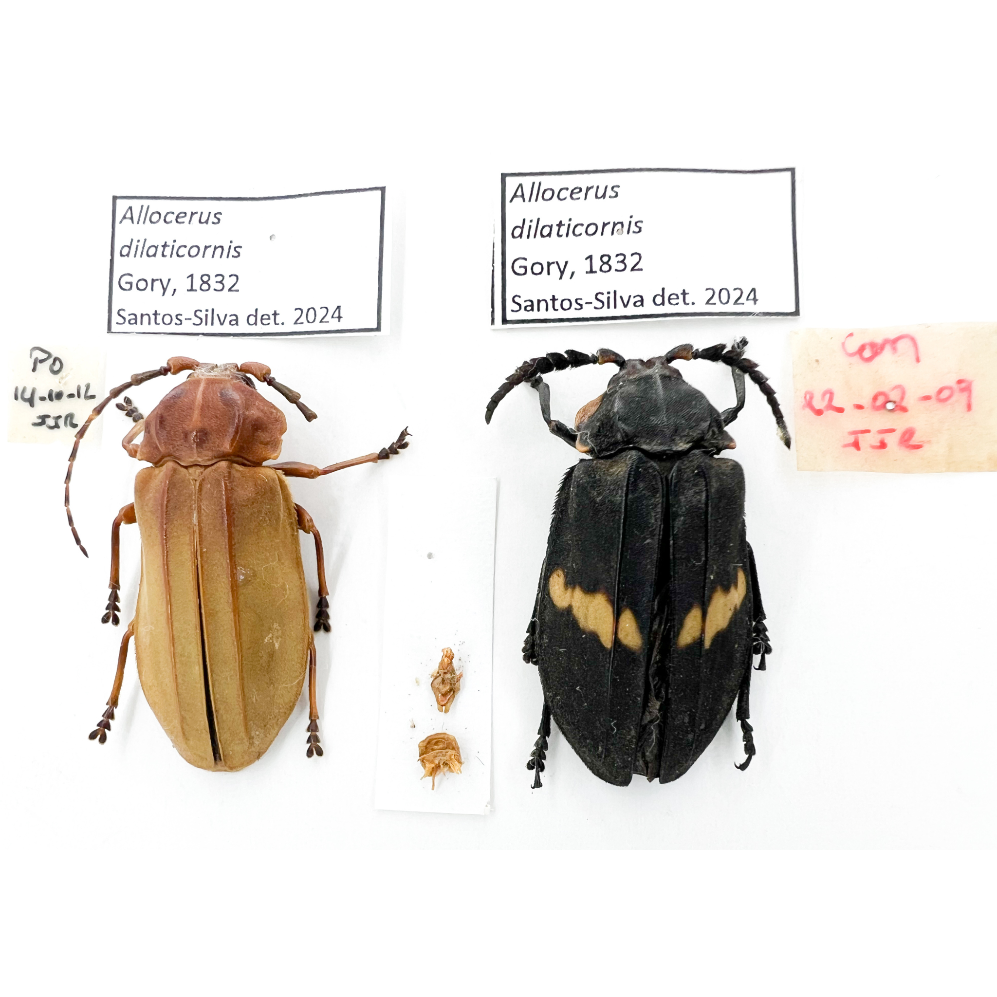 Allocerus dilaticorne