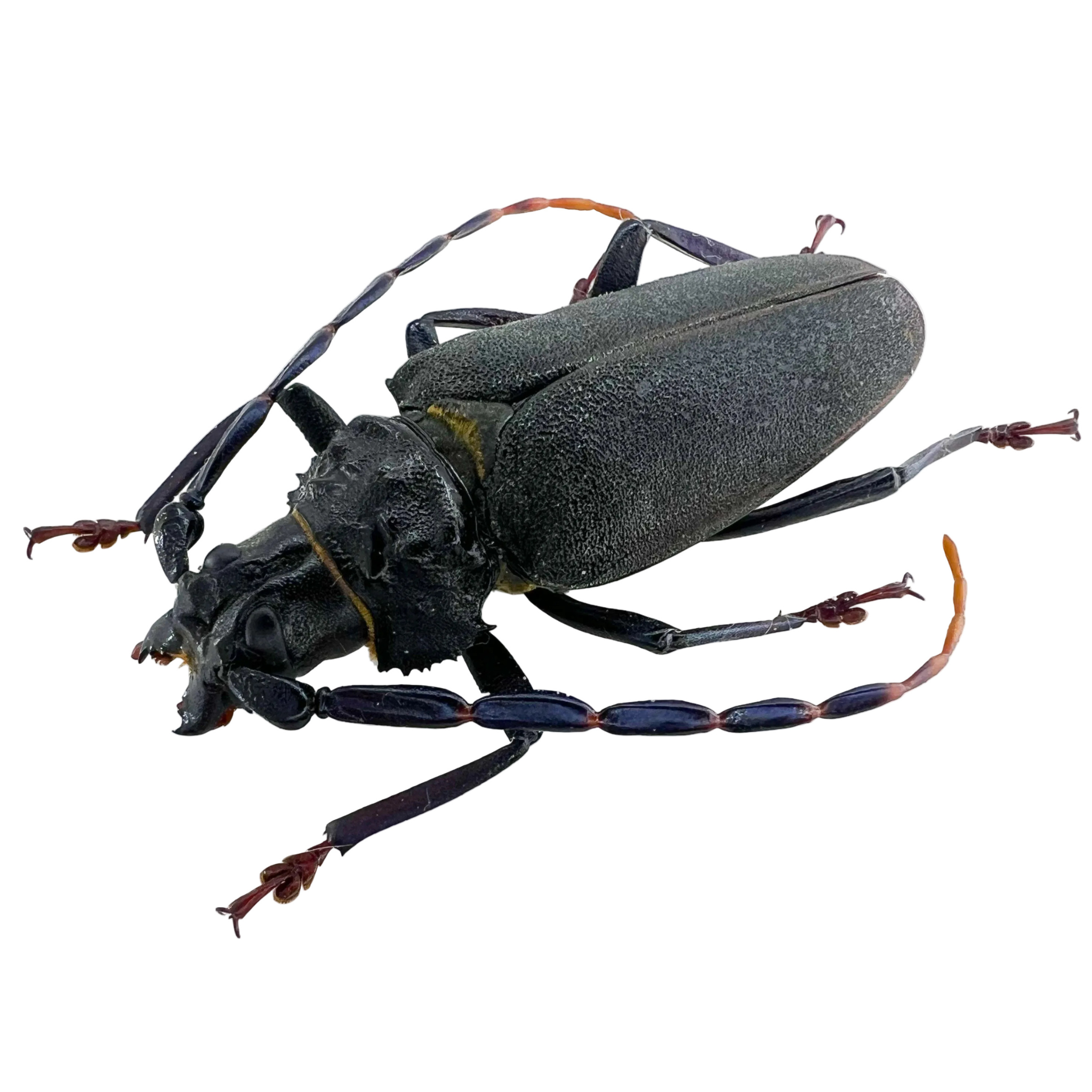 Mallaspis scutellaris 65mm