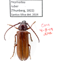 Hephialtes ruber