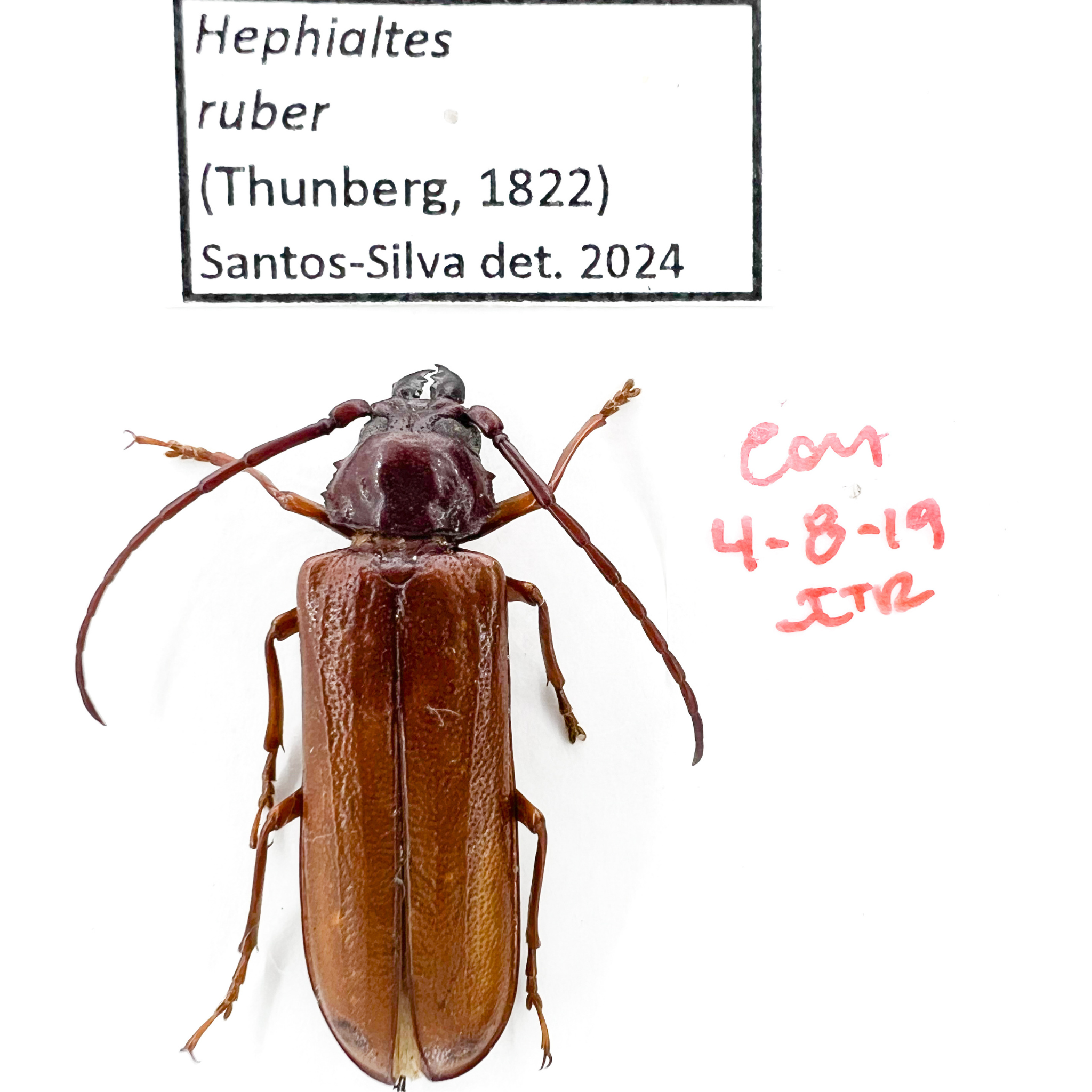 Hephialtes ruber