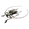 Polyrhaphis spinosa