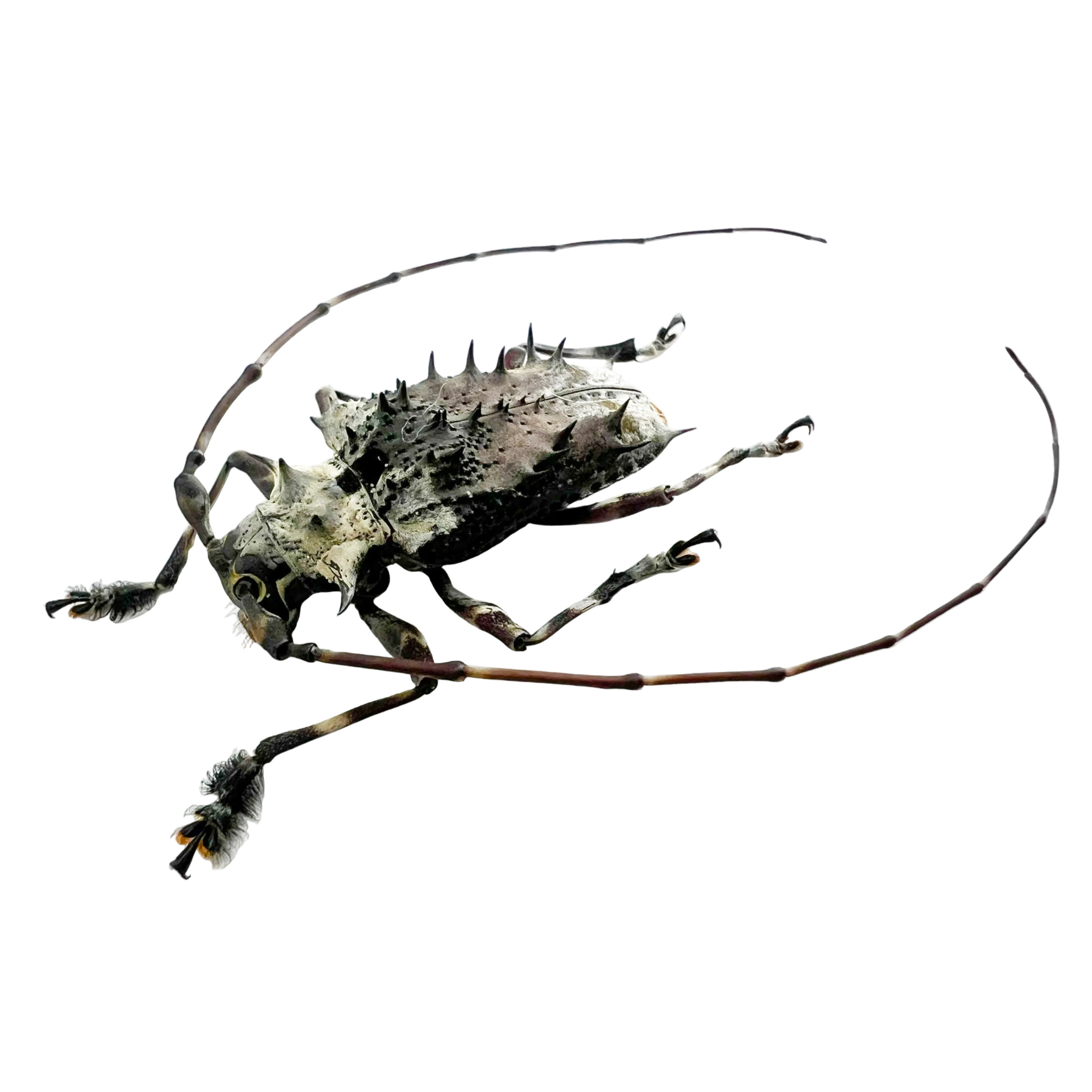 Polyrhaphis spinosa