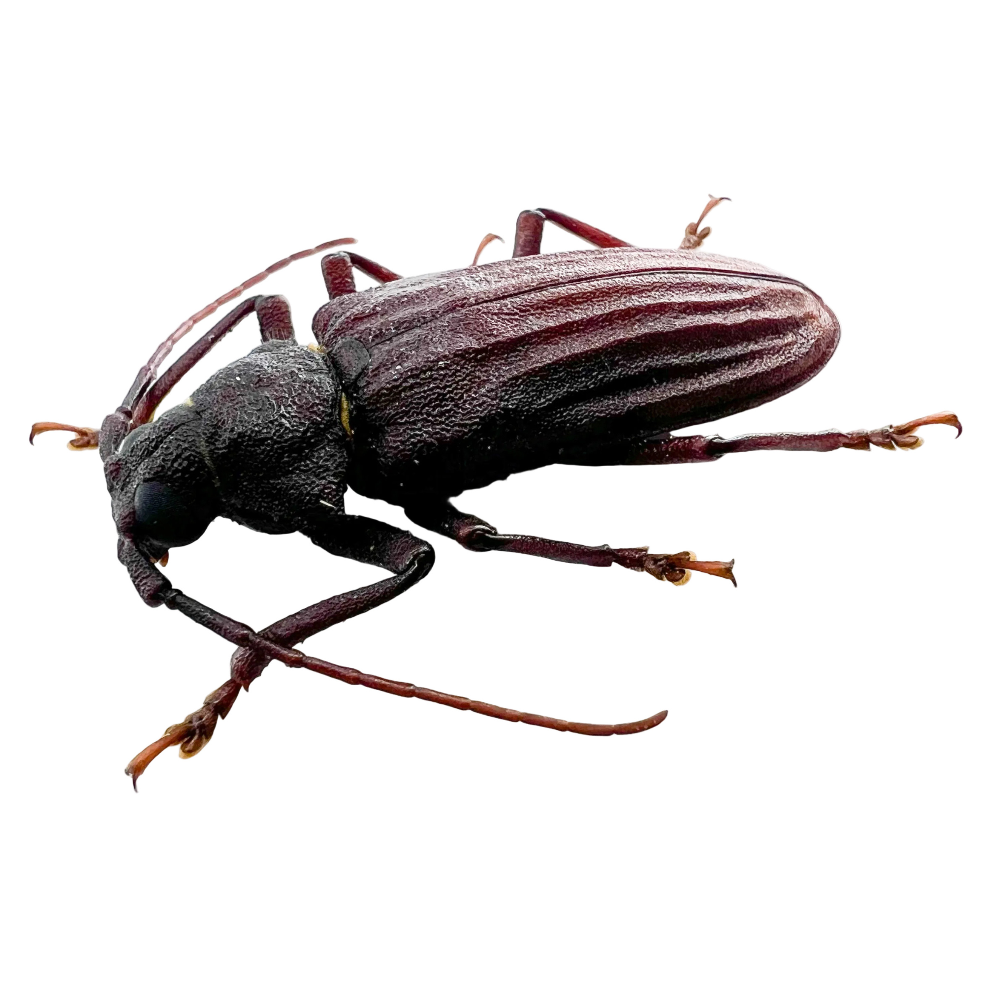 Protorma costifer