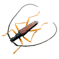 Disteniidae sp?
