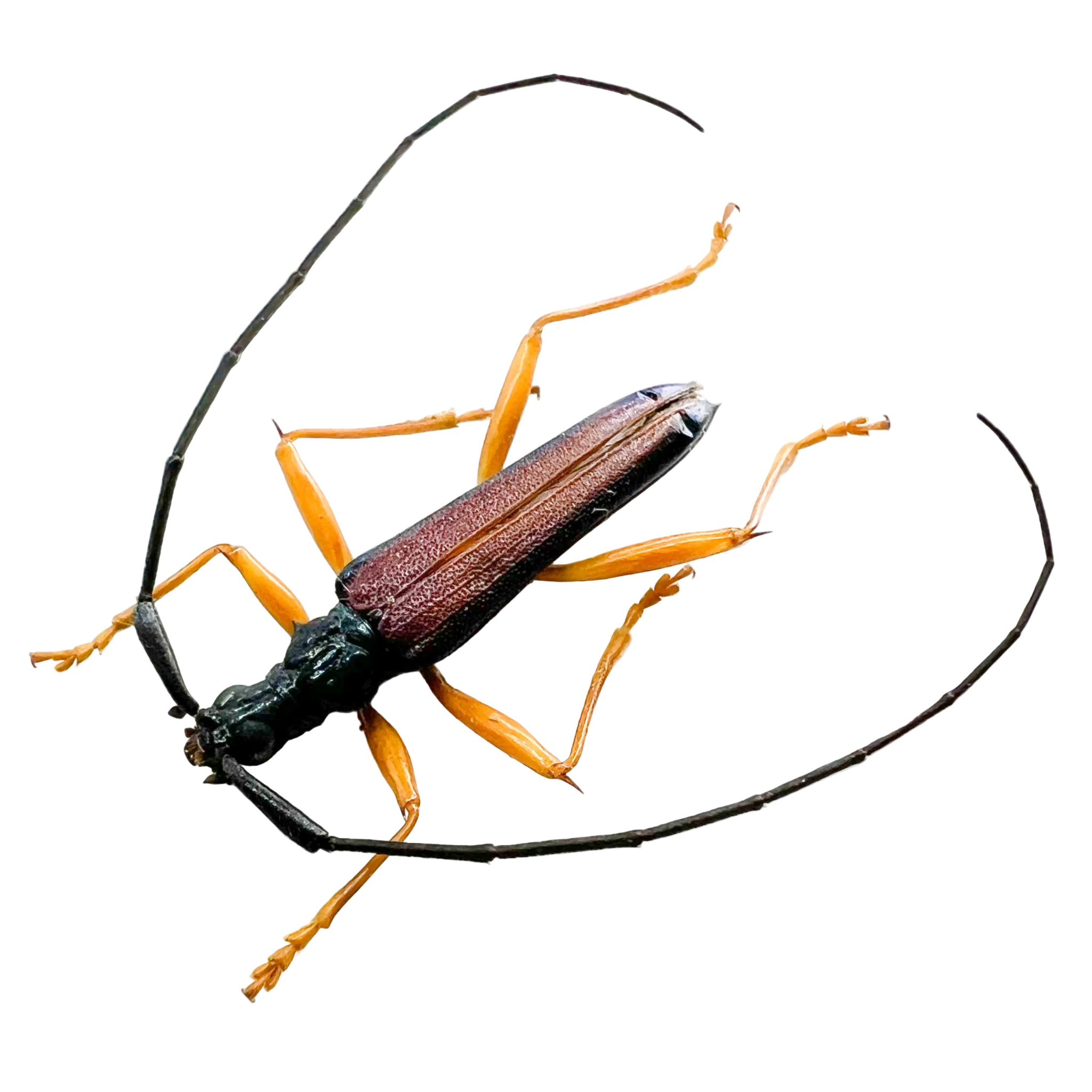 Disteniidae sp?