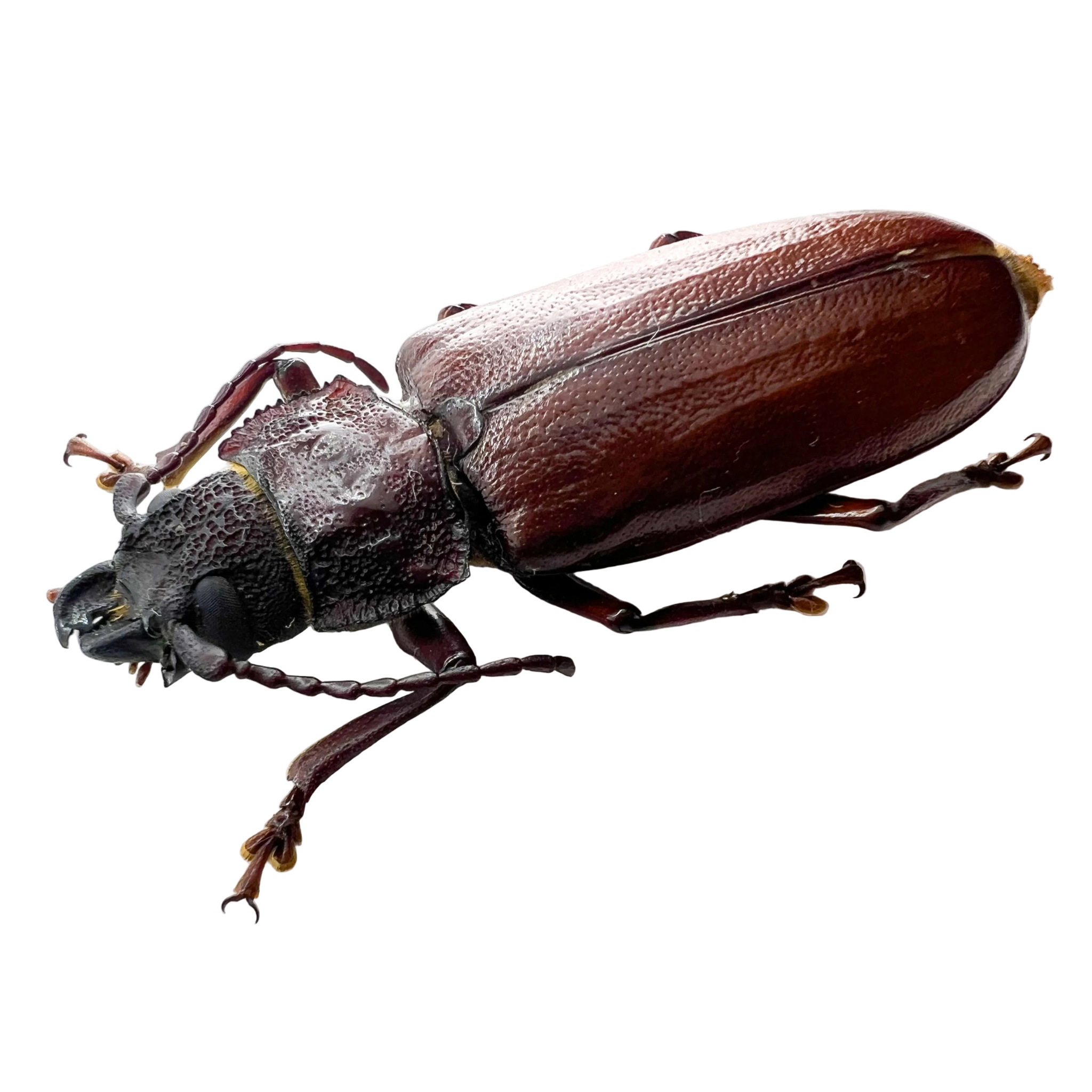 Physopleurus amazonicus female