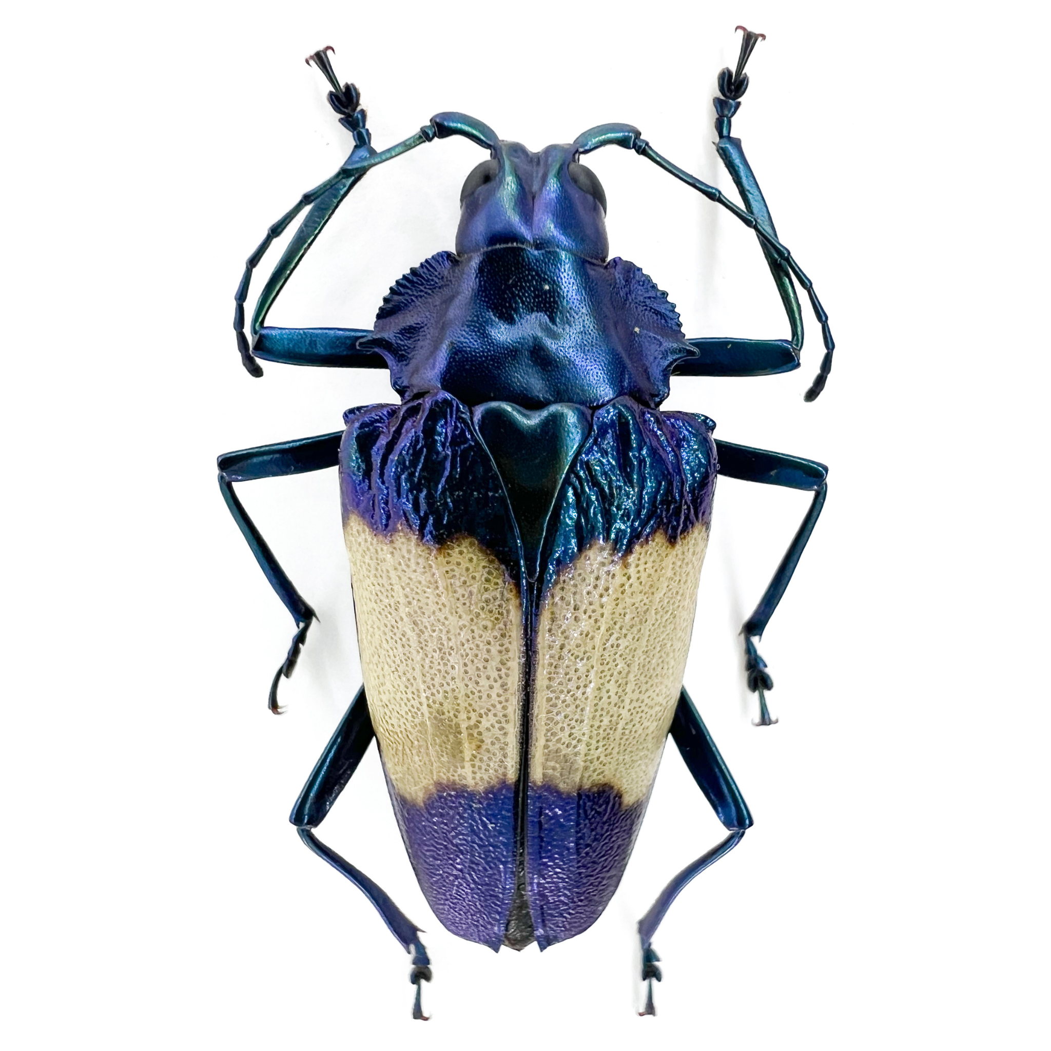 Charmallaspis pulcherrima