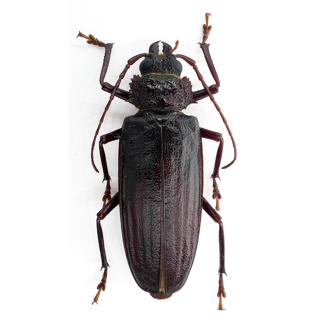 Physopleurus sp??
