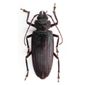 Physopleurus sp??