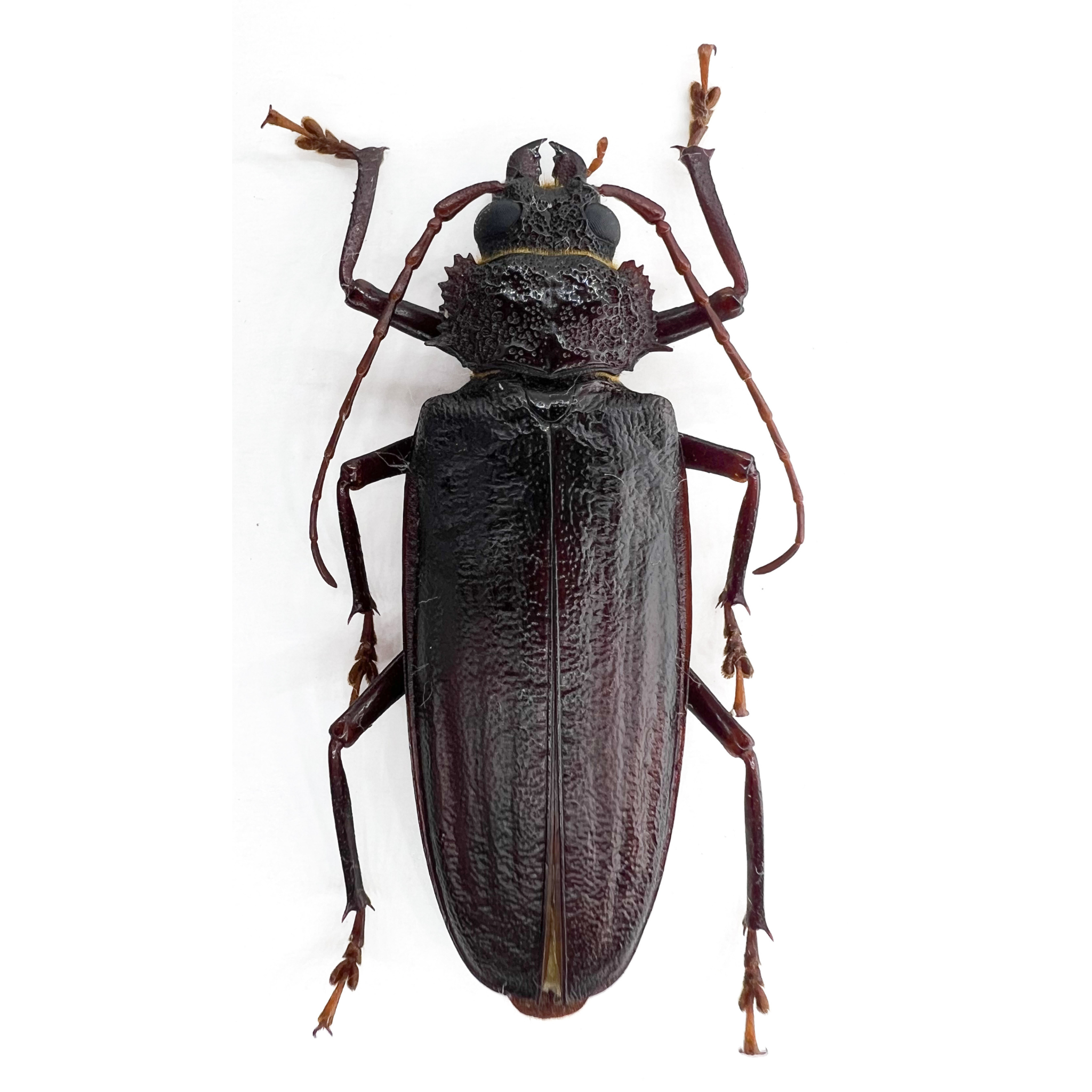 Physopleurus sp??