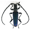 Cerambycidae