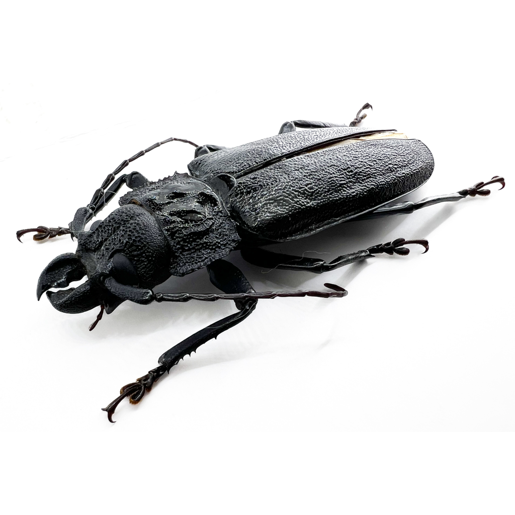 Physopleurus longiscapus male 69mm