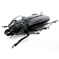 Physopleurus longiscapus male 69mm